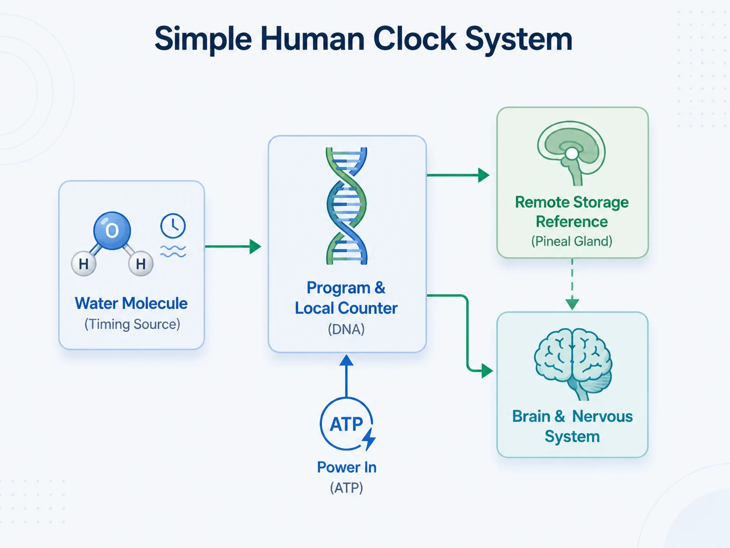Modern recreation of the Simple Human Clock System from Jerry Schmeer's 1989 paper The Wobble Effect